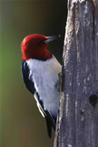 Red-headed Woodpecker